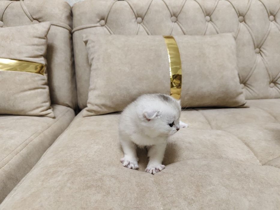 Продаются котёнок мальчик 1 месяц скоттиш-фолд правильная вязка чисток