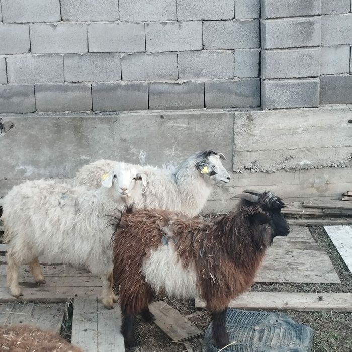 коза козёл козлы