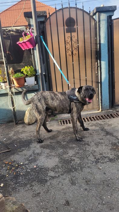 DONEZ câine ,ascultător,jucaus,vaccinat,etc