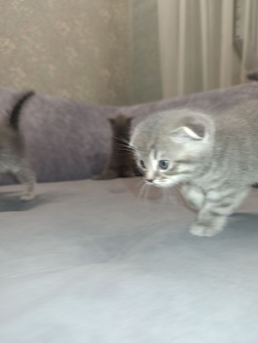 Котята Британские