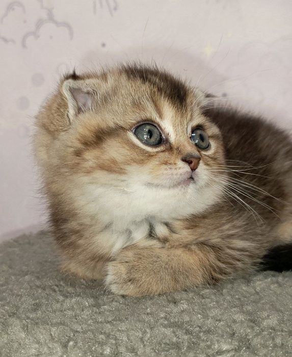 Шотландский золотой фолд