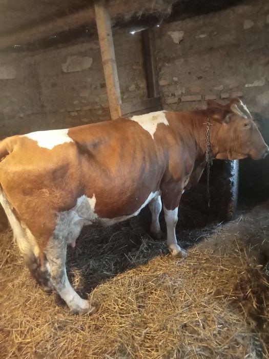 Vând o vaca de 6 ani