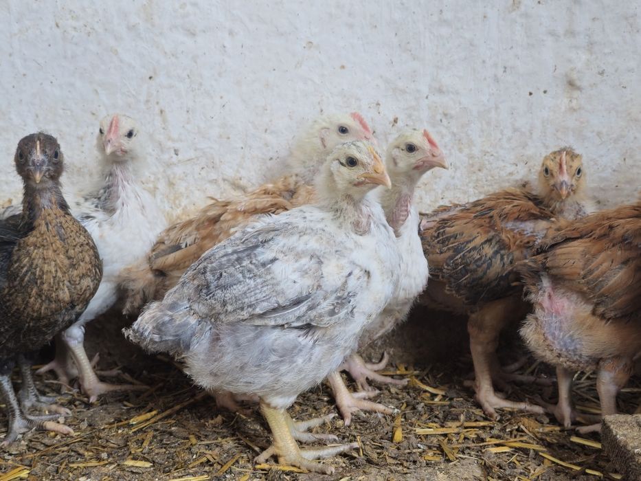 Pui rasa mixta 4 săptămâni