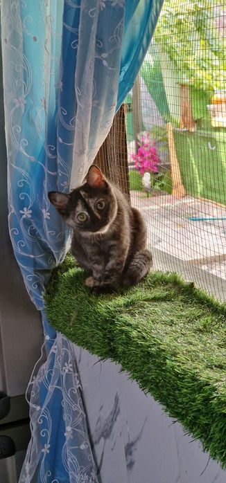Отдам котёнка 3 месяца