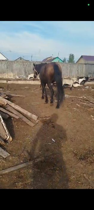 Продам 2 кобылы.