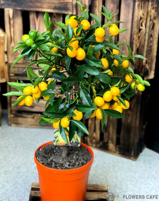 Продаётся кумкват/апельсин/мандарин/бергамотный апельсин!Все с плодами