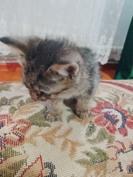 Отдам котенка в добрые руки