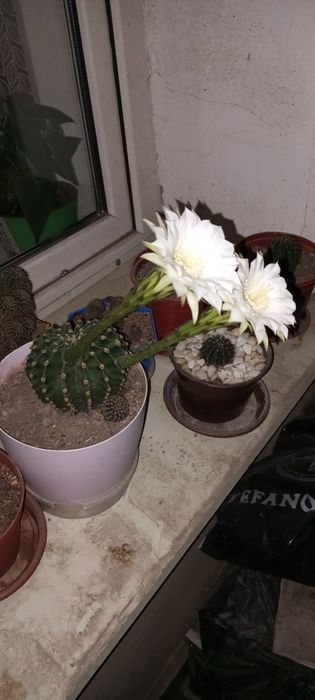 Продам кактус Эхинопсис