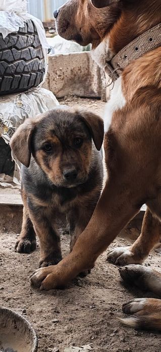 Отдам щенка, помесь Стаффорда и спаниеля