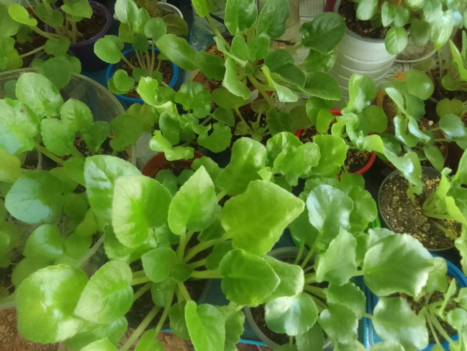 Продам комнатные цветы