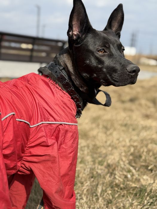 Отдам девочку аммериканский стаффордширский терьер