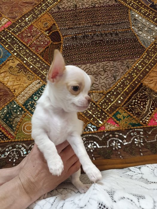 Продам чистокровных Чихуахуа