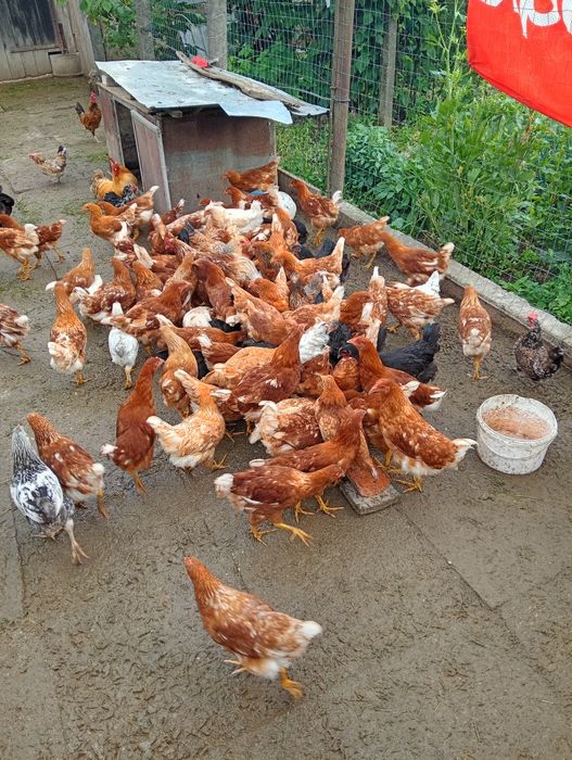 Vând puicuțe ouătoare