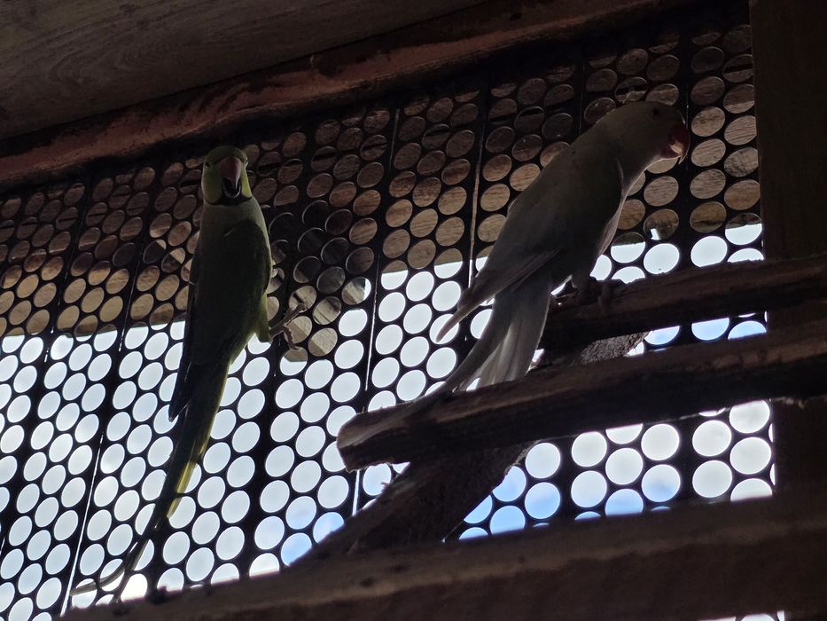 Pereche papagali Micul Alexandru