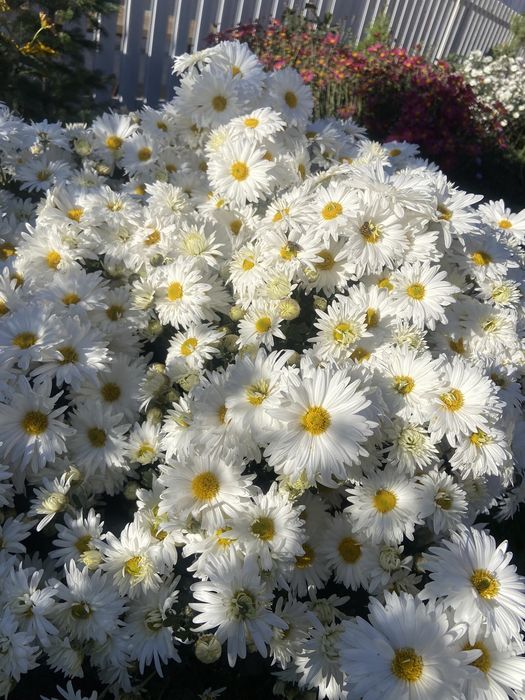 Хризантемы многолетние морозостойкие