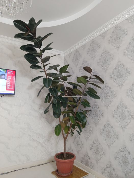 Damashniy gula srochniy sotiladi koʻp yili gular sotiladi srochniy