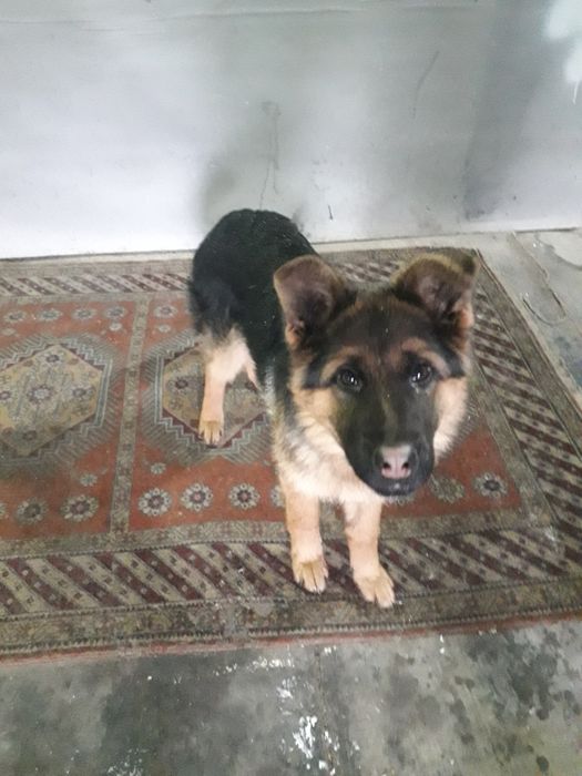 В продаже немецкая овчарка.