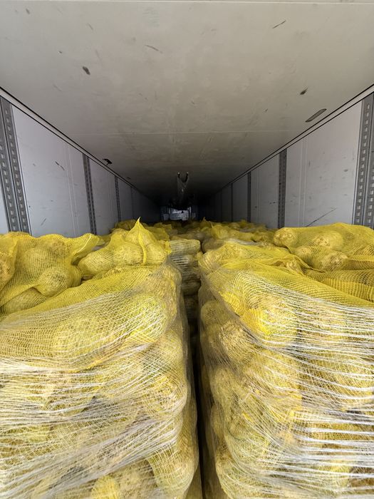 Țelină EN-GROS – Calibru 15+ și 10–15 | Palet / Cantități mari