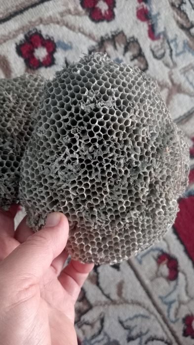 Ара уясы осиное гнездо