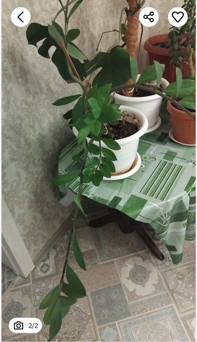 Продаю домашние цветы