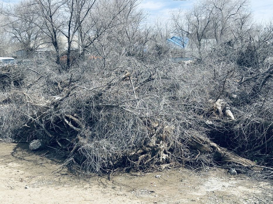 дерево сухой на