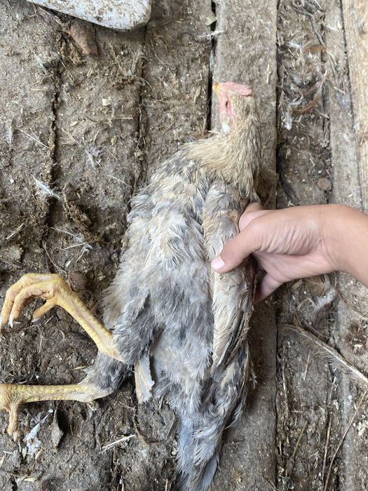 Петухи алматы поледнии