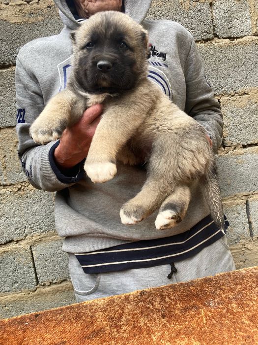 Щенок Турецкого Кангала ( чистокровный )