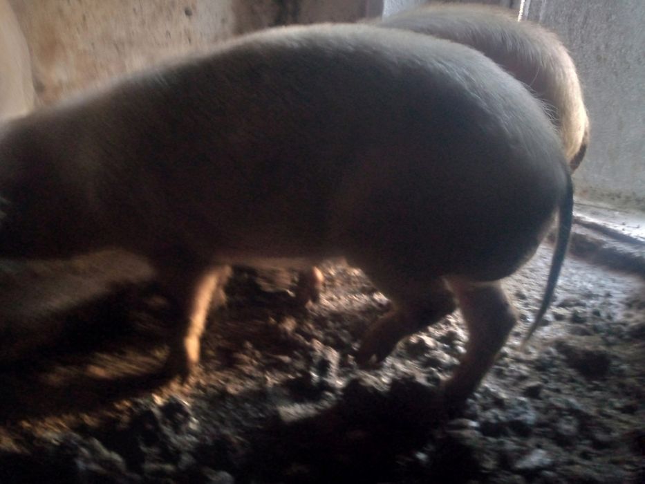 Продаю кабанов на племя.