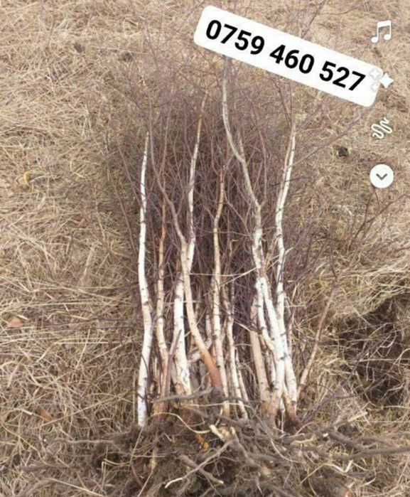 vând puieți tratați salcâm