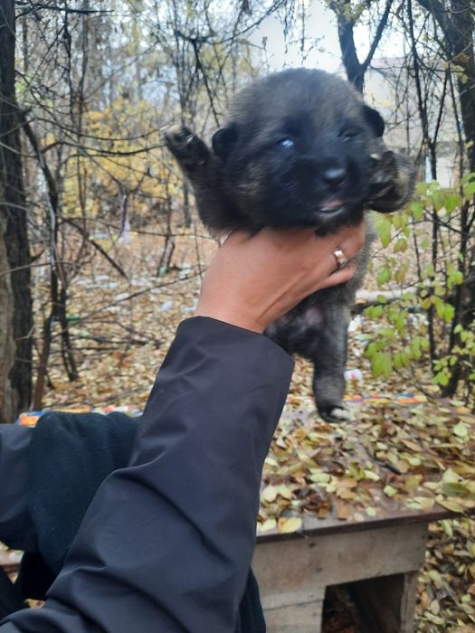 Кутята сироты ищят дом