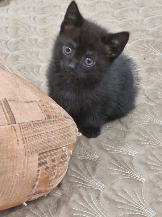 Отдам котят бесплатно