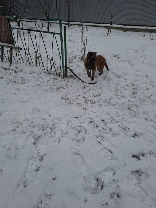 Белгийская овчарка Малинуа