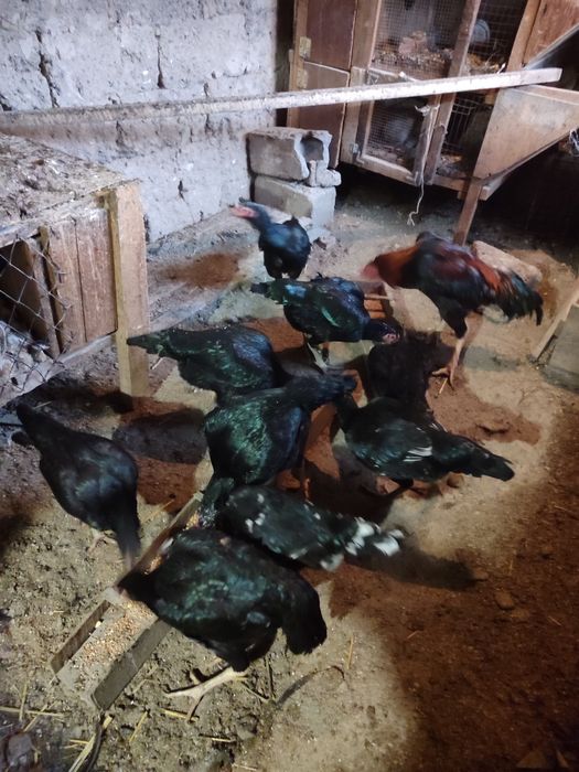 Продам бойцовых кур