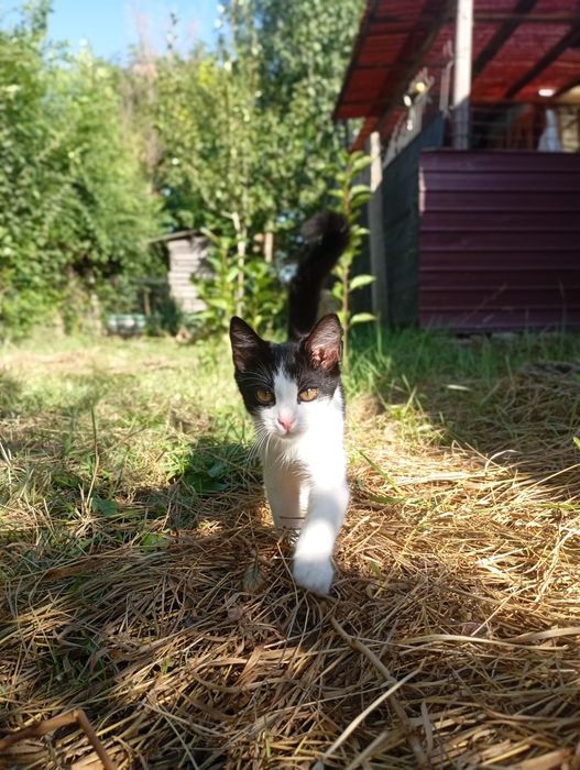 Pisicuta spre adoptie
