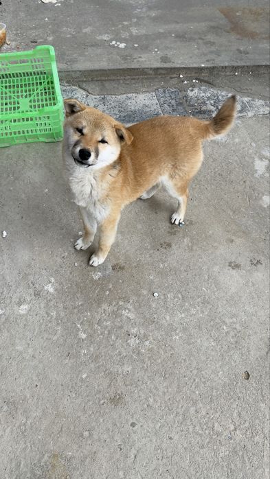 Щенок, Сиба-Ину продам