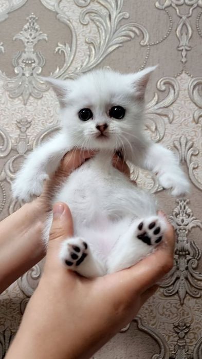 Serebrestiy shinshilla