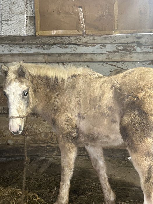 Жабагы сатылады..