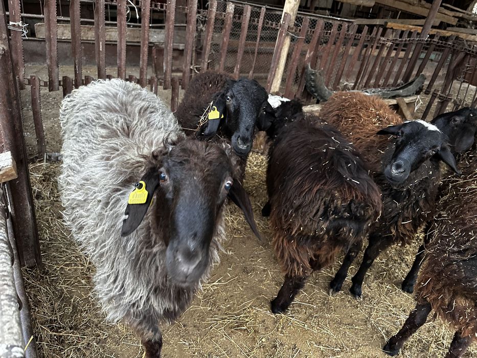 Еркек токтылар сатылады