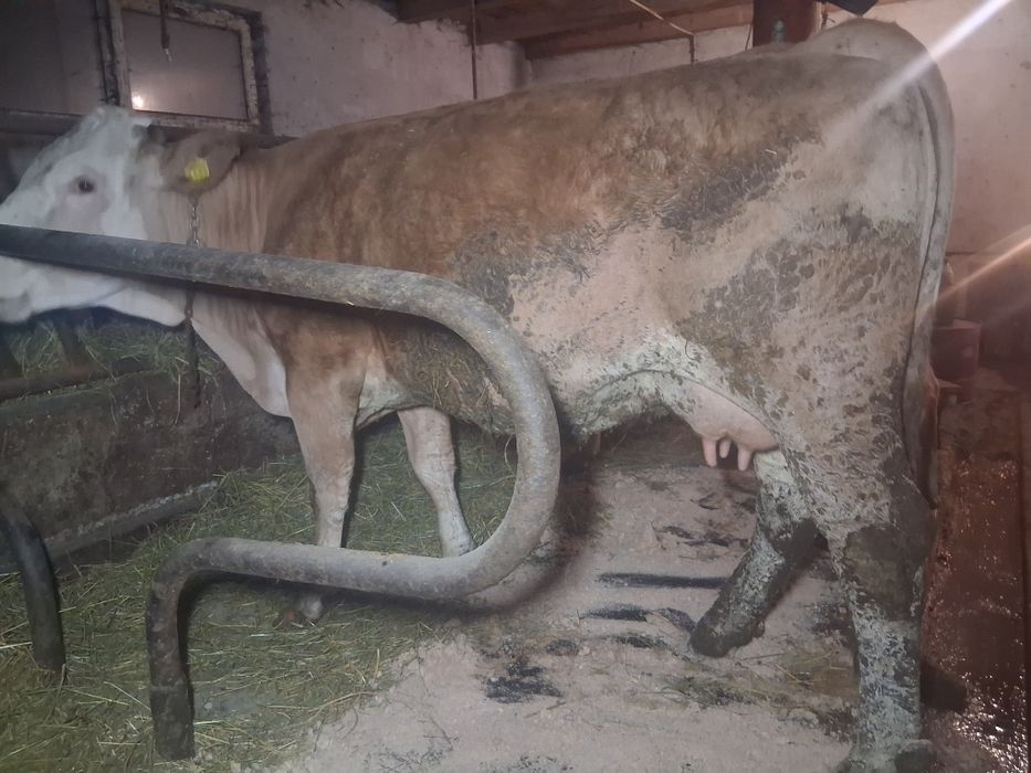 Vacă  balțată rominească