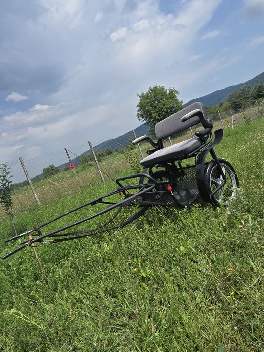 Vand ponei armăsar de 6 ani.