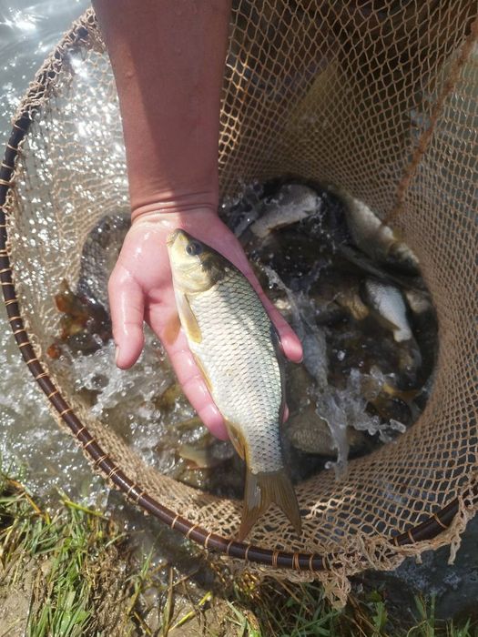 Продаем рыба Сеголетка малёк сазан талсталоб амур