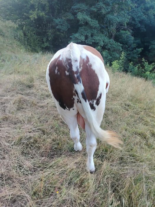 Vand taur baltata romaneasca