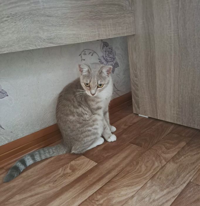 Кошка в добрые руки даром