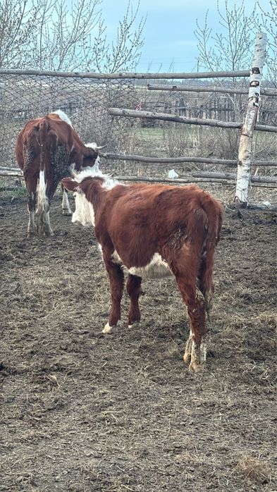 Продам молодяк !!