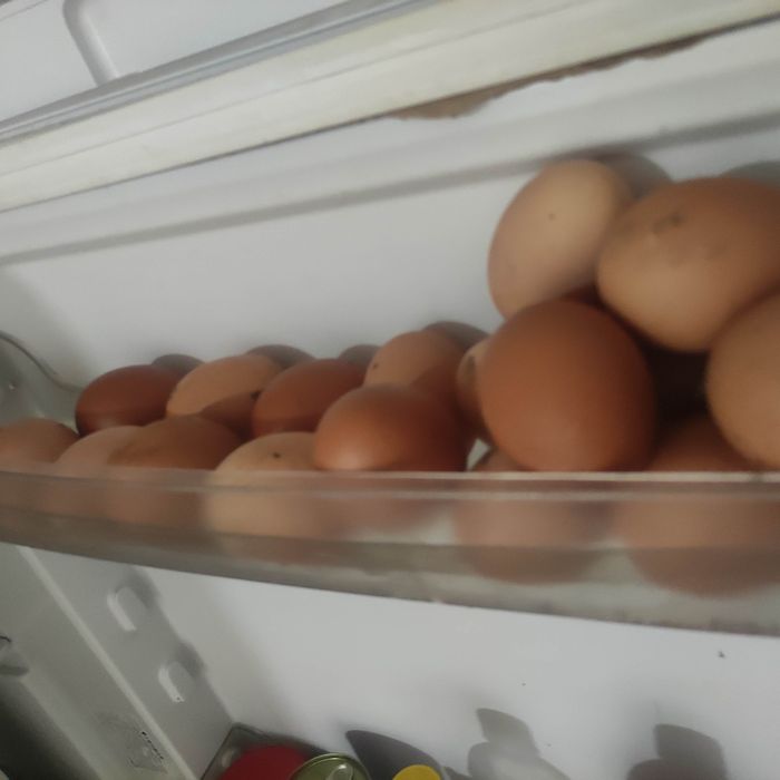 Продам кур несушек