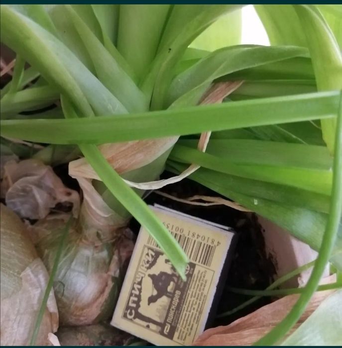 Индийский лук - лечебный