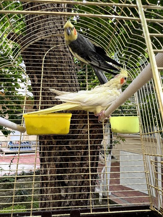 Корелла пара попугай