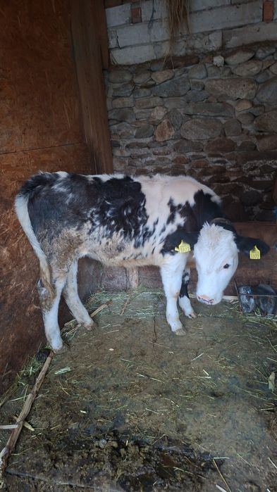 Vând Vițică Albastru Belgian