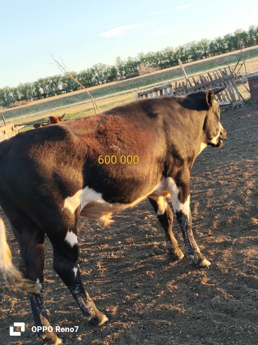 Продам бычков( цены разные )