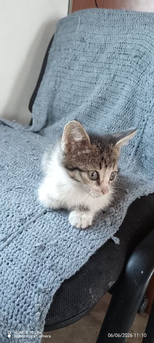Отдам бесплатно котёнка